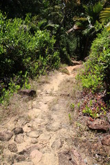 Naklejka na ściany i meble Footpath, Nature Trail Mt. Plaisir, Praslin, Seychelles, Indian Ocean, Africa 