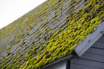 Moss on the roof