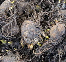 Nature background, A close up view of flower bulbs.
