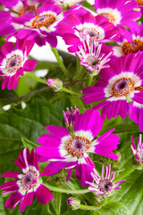 Pink flowers cineraria close up as background