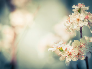 Lovely cherry blossom at blurred springtime outdoor nature