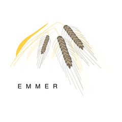 Emmer Ear, Infographic Illustration With Realistic Cereal Crop Plant And Its Name