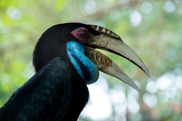 Wreathed hornbill