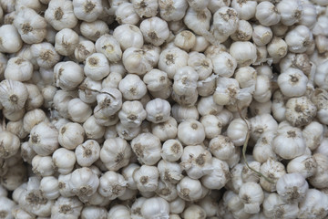 plenty of garlic fresh from the field