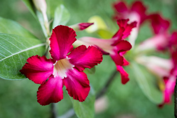 Obraz premium Desert Rose