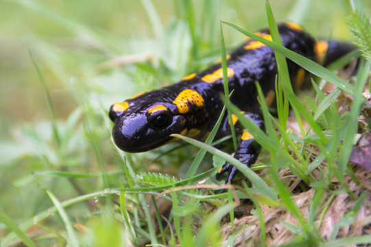 fire salamander is hiding in the green spring grass