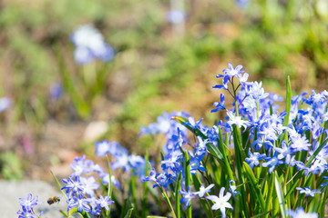 photo of beautiful blue blooming flowers with wonderful petals