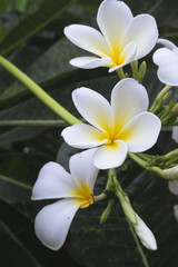 Fototapeta na wymiar Natural flowers Plumeria
