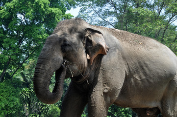 Sumatera Elephant