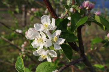 Blooming branch of apple tree in spring.