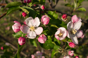 Fototapeta na wymiar Blooming branch of apple tree in spring.