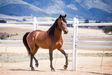 Close up of a thorough bred horse in a pen