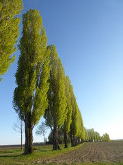 Die Pappelallee bei Hohenwettersbach