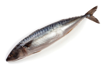 One fresh mackerel isolated on white background