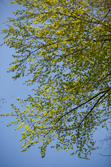 beautiful landscape with green trees in spring forest