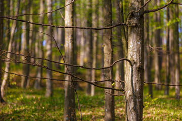 beautiful landscape with green trees in spring forest