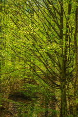 Fototapeta na wymiar beautiful landscape with green trees in spring forest