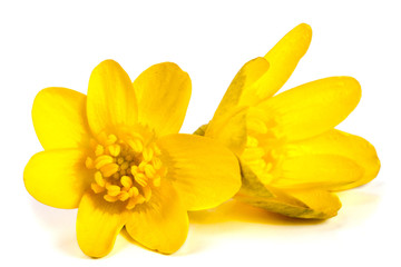 ficaria verna yellow spring flowers isolated on white background