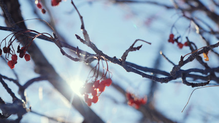 Rowan branch red berries winter beautiful nature snow on a blue background with lense flare effects