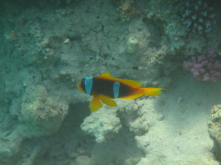 barriera corallina e pesci del mare