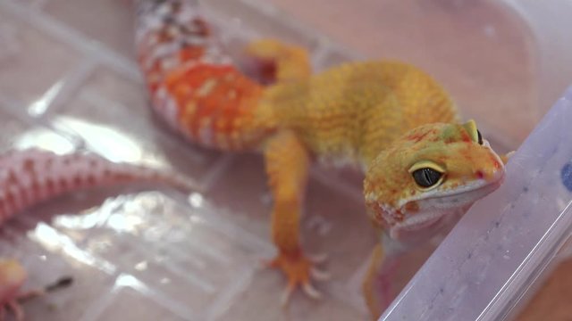 Yellow lizard. 4K.
