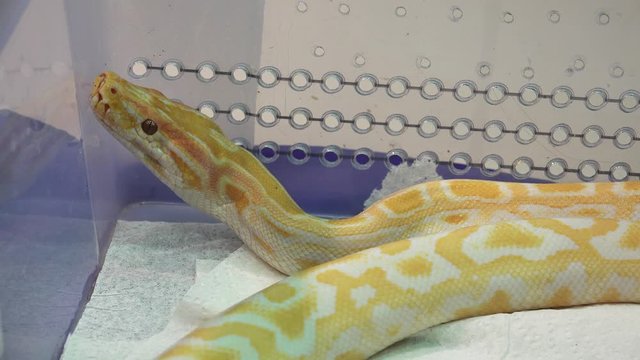 White and yellow snake. 4K.