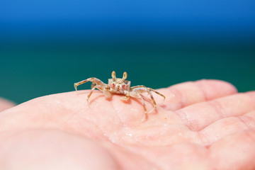 Little crab on human hand against blue sky and green ocean