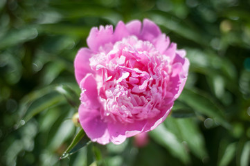 Pink rose bud close up