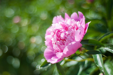 Pink rose bud close up