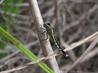 blue dragonfly gabon 2