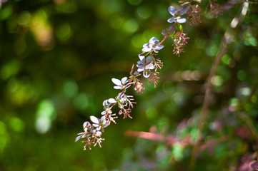 Barberry bush