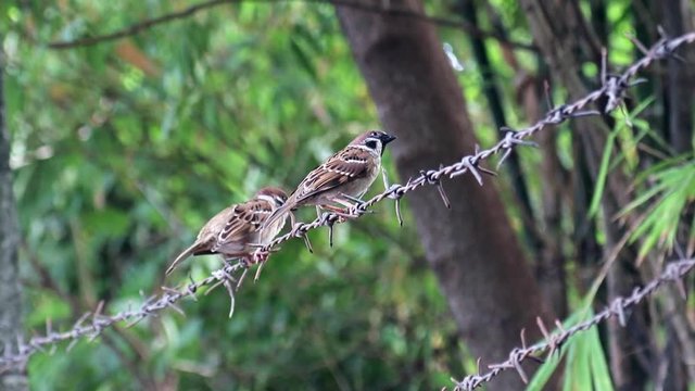 couple of birds sitting on barbed wire