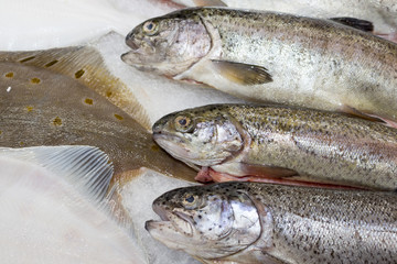 Fresh fish in the  supermarket