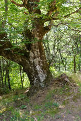 Beech forest