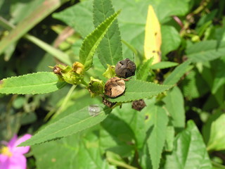 two bugs gabon