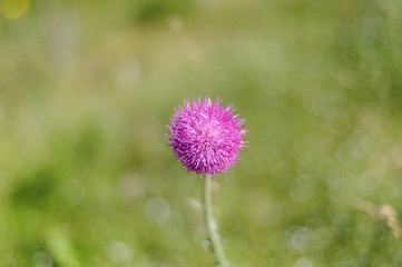 Thistle flower