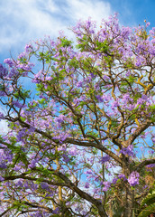 Black poui or Jacaranda mimosifolia