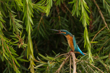 Kingfisher bird on a branch