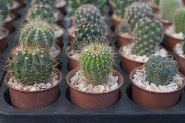 little cactus on small pot, plant for decoration