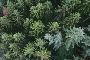 Fototapeta na wymiar Coniferous forest from above