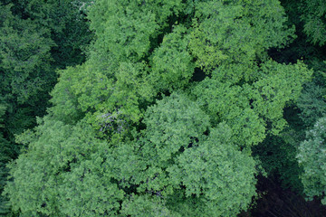 Deciduous forest from above