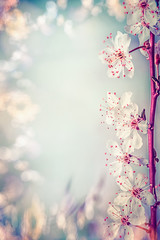 Springtime blossom with cherry or sakura, spring nature frame