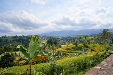 Fototapeta na wymiar Beautiful landscape with green rice terraces. Bali, Indonesia.