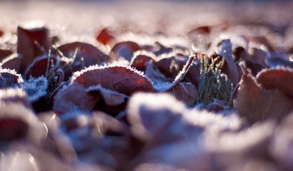 Leaves under the ice close up