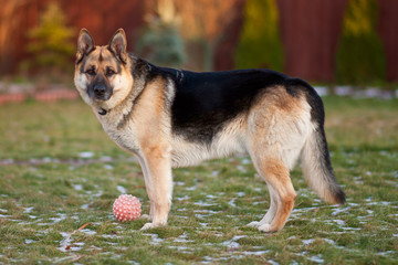 German shepherd dog
