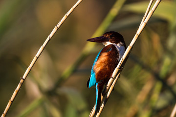 Kingfisher bird on a branch