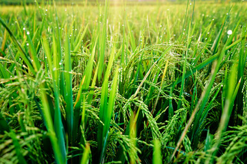 Close up of green rice grains and leaves growing on field.
