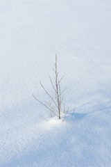 Fototapeta na wymiar Small little tree under the snow