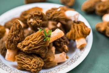 Verpa bohemica fungus, kind of morel.