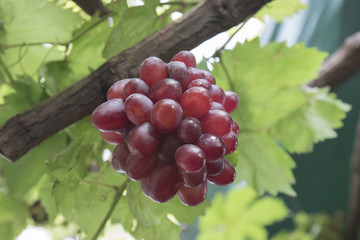 Ripening red grapes in countryside vineyard for red wine